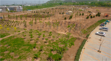 东平县园林绿化中心:践行生态发展 打造花园城市